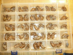 セミの抜け殻が50個に « 日本共産党 山口県議会議員 藤本かずのり